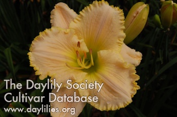 Daylily In Jane's Honor